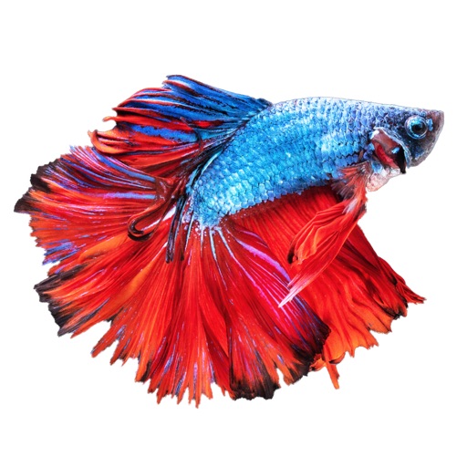 أيقونة Betta Fish - Virtual Aquarium